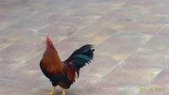 Gallus gallus domesticus