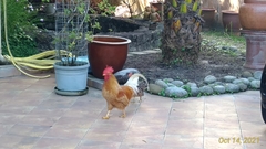 Gallus gallus domesticus