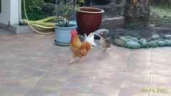 Gallus gallus domesticus