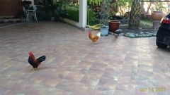 Gallus gallus domesticus