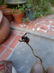 Tessarecphora arachnoides