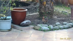 Gallus gallus domesticus