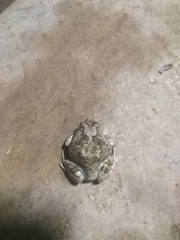 Platyplectrum spenceri