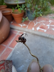 Tessarecphora arachnoides