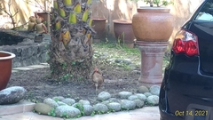 Gallus gallus domesticus