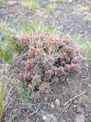 Maihueniopsis ovata