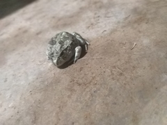 Platyplectrum spenceri