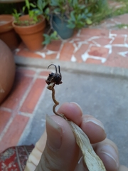 Tessarecphora arachnoides