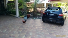 Gallus gallus domesticus