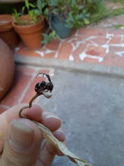 Tessarecphora arachnoides