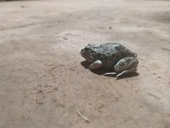 Platyplectrum spenceri