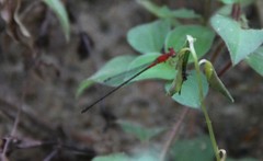Agriocnemis maclachlani