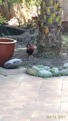 Gallus gallus domesticus