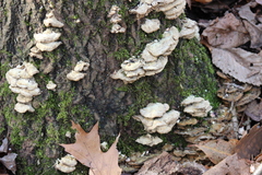 Rigidoporus populinus