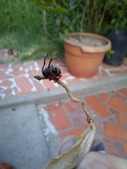 Tessarecphora arachnoides