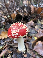 Amanita muscaria