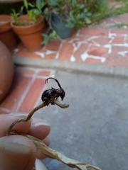 Tessarecphora arachnoides