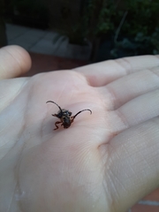 Tessarecphora arachnoides