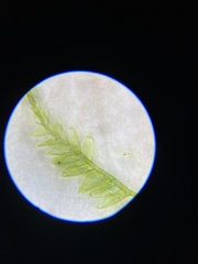 Plagiothecium cavifolium