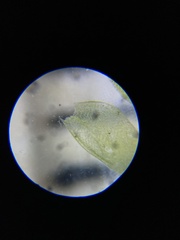 Plagiothecium cavifolium