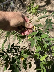 Senna villosa