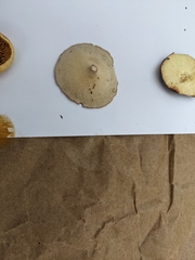 Lentinus substrictus