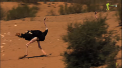 Struthio camelus camelus