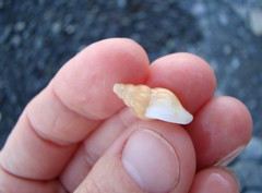 Buccinulum littorinoides