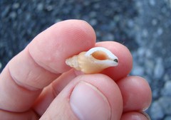 Buccinulum littorinoides