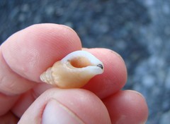 Buccinulum littorinoides