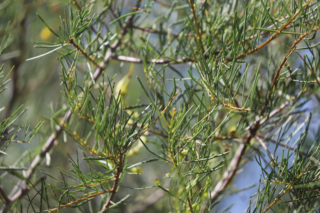 Desert Oak