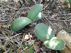 Haemanthus albiflos