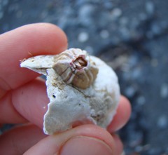 Notobalanus vestitus