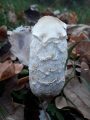 Coprinus comatus