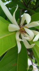 Magnolia × alba