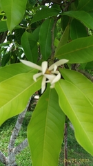 Magnolia × alba