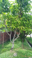 Magnolia × alba