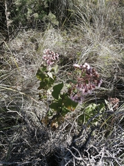 Ageratina deltoidea
