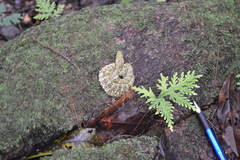 Bothrops taeniatus