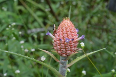 Ananas comosus microstachys