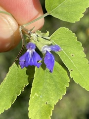 Salvia similis