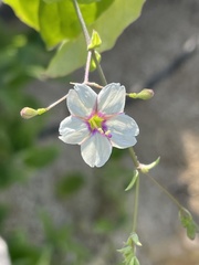 Commicarpus brandegeei