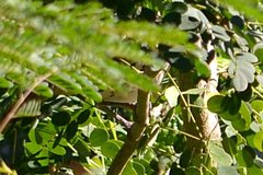 Toxostoma longirostre