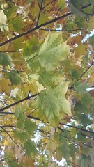 Acer