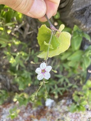 Commicarpus brandegeei