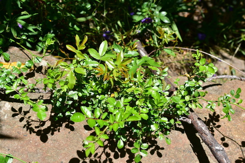 Rosa banksiae