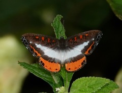 Nymphidium plinthobaphis