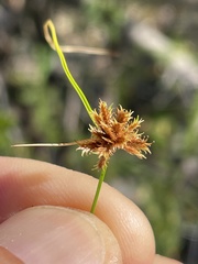 Cyperus perennis