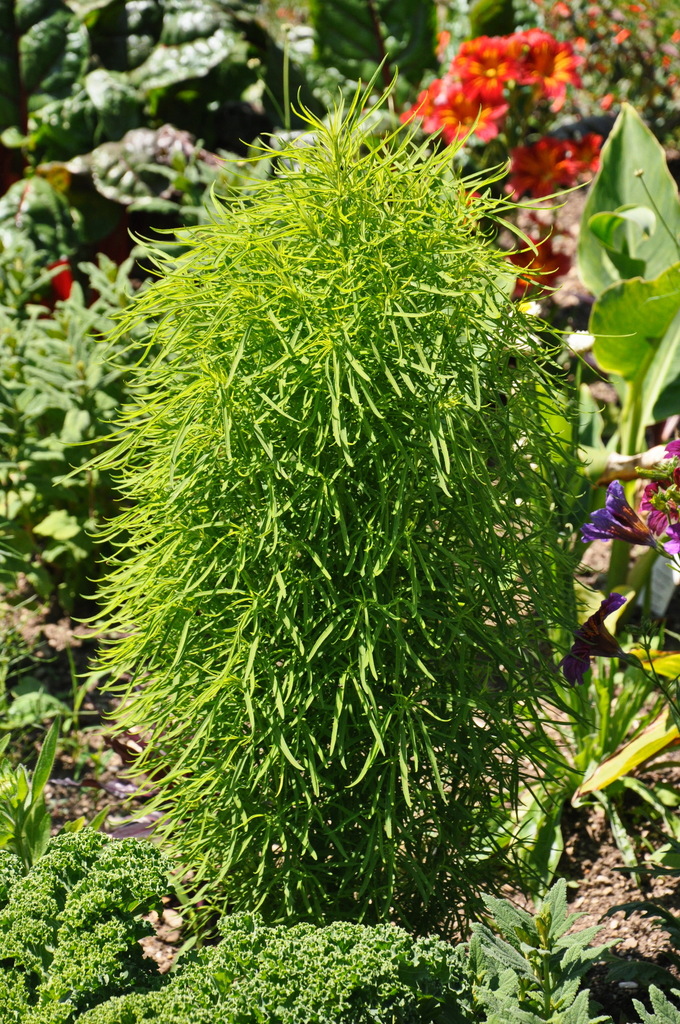 Kochia Scoparia Uk Kochia Scoparia Uk