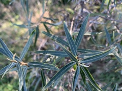 Hippophae rhamnoides
